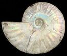 Silver Iridescent Ammonite - Madagascar #47491-1